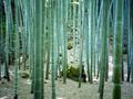 The Bamboo forest in Houkokuji