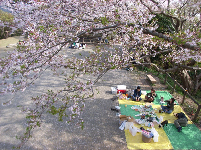 cherry blossom viewing party